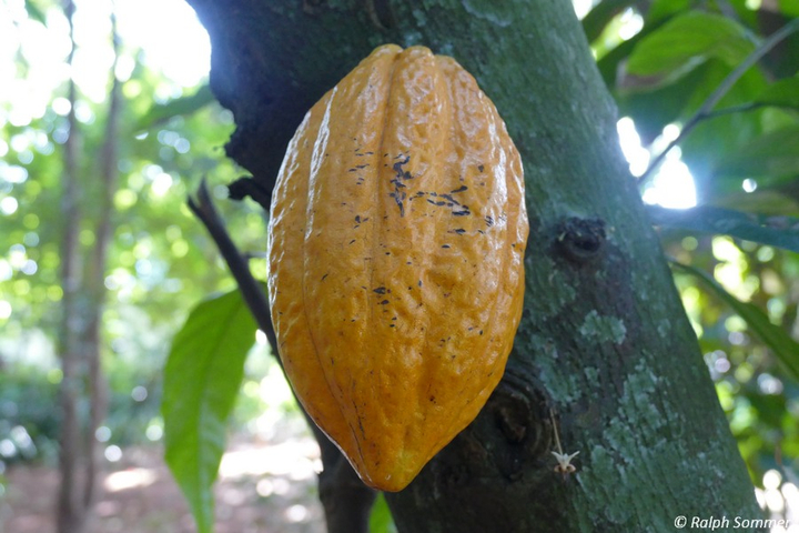 Kakao im Botanischen Garten