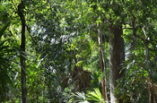Pfad im Nationalpark in Tikal