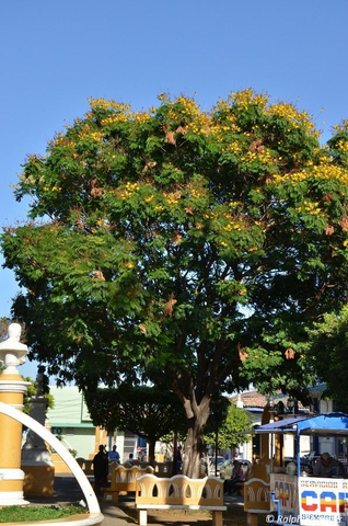 Akazienbaum in León