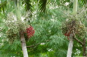 Manilapalme Adonidia merrillii mit Früchten