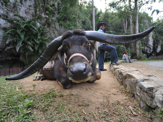 Viñales Tal, Bauernhof