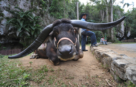 Viñales Tal, Bauernhof