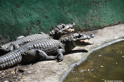 Krokodile in der Aufzuchtstation