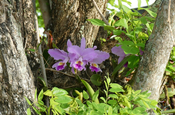 Orchidee Cattleya Kuba