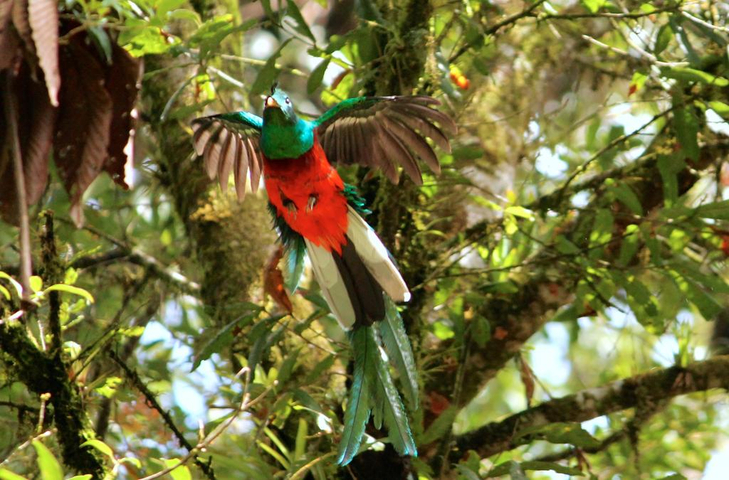 Quetzal im Flug beim Ranchitos del Quetzal Naturreservat