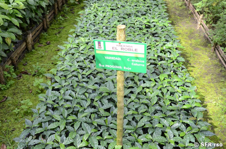 Kaffeepflanzen Coffea arabica Caturra
