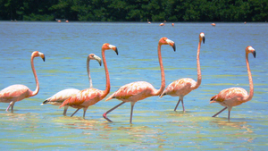 Flamingo Lagune in Celestun