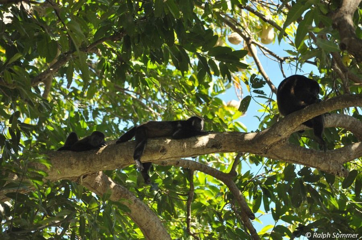 Brüllaffen machen Siesta auf einem Baum Nicaragua