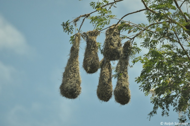 Cacique Nester am Baum
