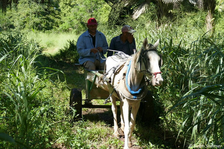 Pferdefahrzeug Botanischer Garten Cienfuegos