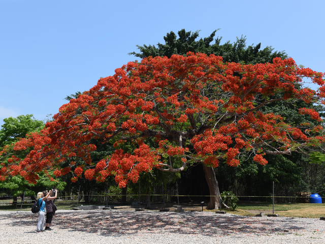 Flammenbaum (Delonix regia)