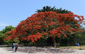 Flammenbaum (Delonix regia)
