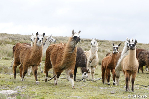 Lamaherde