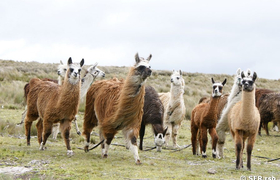 Lamaherde