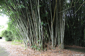 Asiatischer Bambus