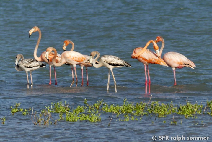 Flamingos und Jungvögel