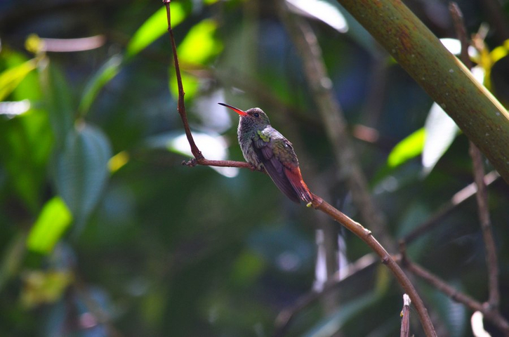 Braunschwanzamazilie (rufous-tailed hummingbird)