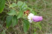 Centrosema virginianum (Fabaceae)
