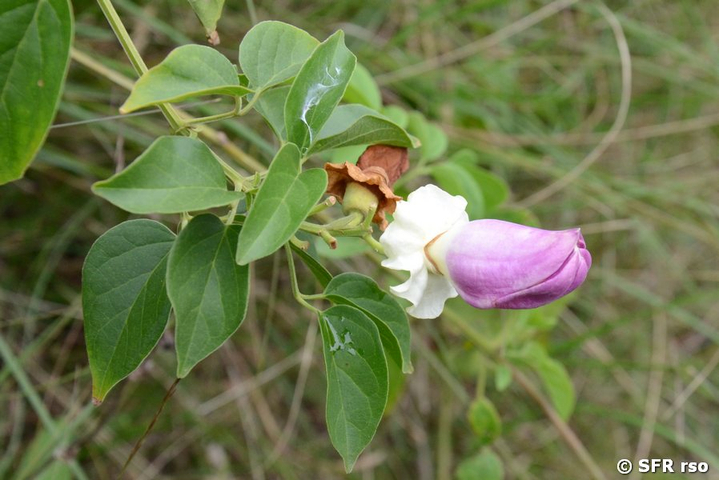 Centrosema virginianum (Fabaceae)
