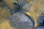 Wasserschildkrötenaufzucht