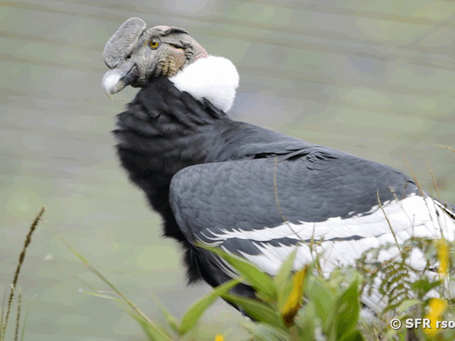 Andenkondor in Ecuador