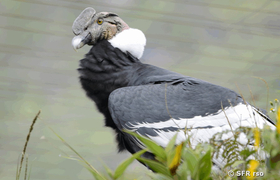 Andenkondor in Ecuador