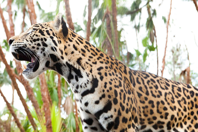 Jaguar Pure Centralamerica