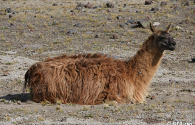 Lama