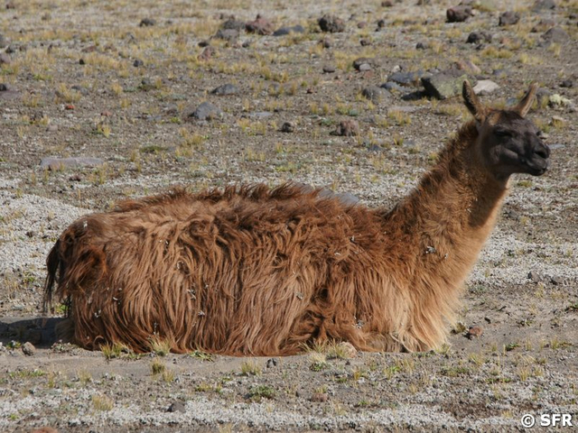 Lama