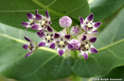 Calotropis Blüte (Seidenpflanzengewächs)