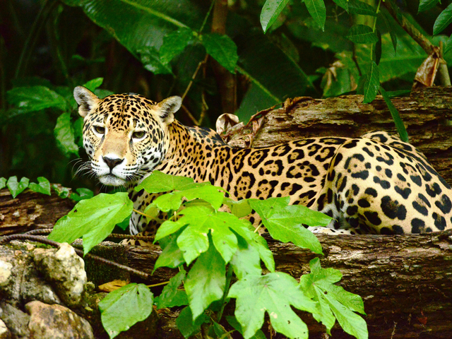 Jaguar im Wald