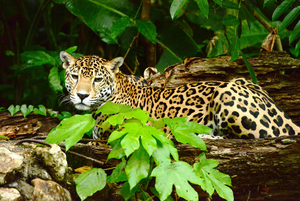 Jaguar im Wald