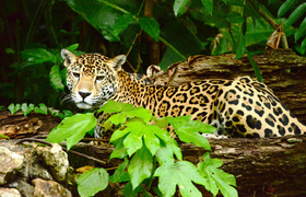 Jaguar im Wald