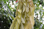 Blätter Brownea macrophylla