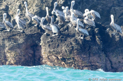 Pelikane in La Guajira