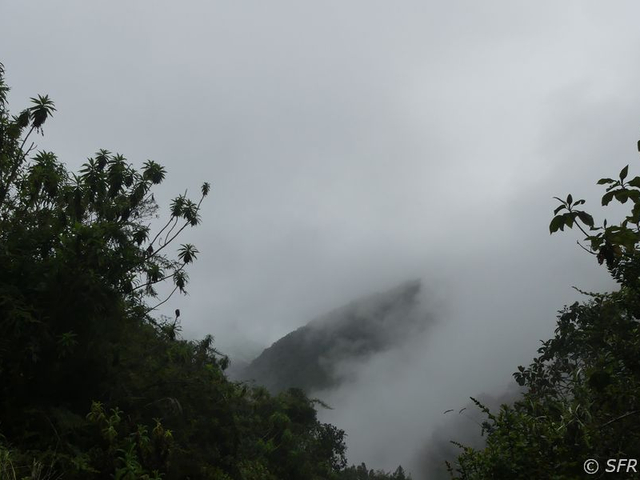 Bergnebel Reservat Yanacocha Ecuador