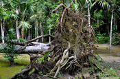Entwurzelter Baum im Nationalpark Tikal