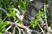 Anhinga Schlangenhalsvogel Laguna Guanaroca