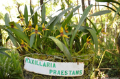 Maxillaria praestans