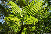 Palmenblätter im Urwald bei Tikal