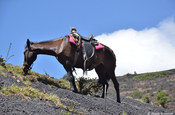 Reitpferd am Vulkan Pacaya