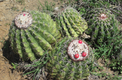 Echinocactus grusonii (Schwiegermutterstuhl)