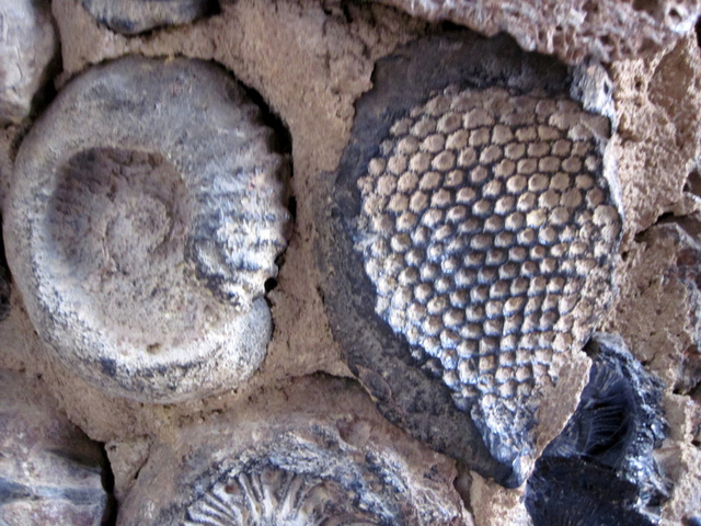 Ammoniten