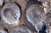 Ammoniten