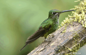 Kolibri (green crowned brilliant)