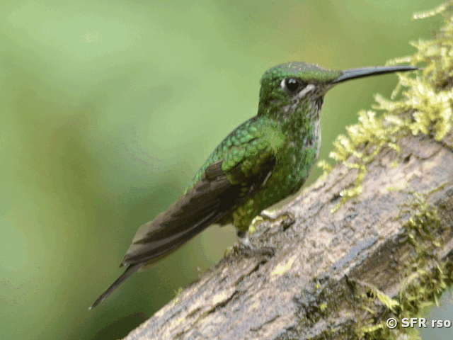 Kolibri (green crowned brilliant)