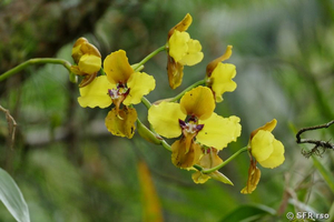 Orchidee