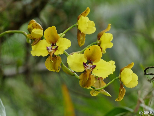 Orchidee