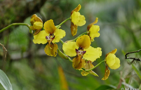 Orchidee