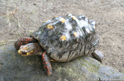 Köhlerschildkröte (Chelonoidis carbonaria)
